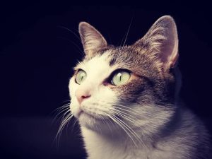 Chat