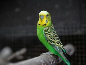 Oiseau