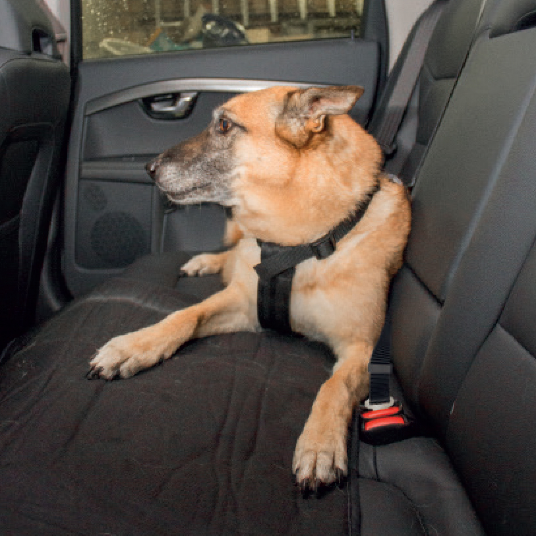 Harnais de sécurité voiture – Image 2