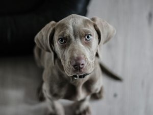 Chien