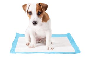 Tapis éducation chiot