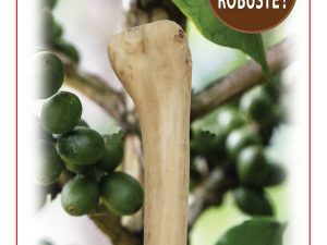 Bois de caféier