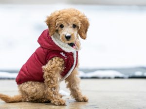 Manteau & Pull